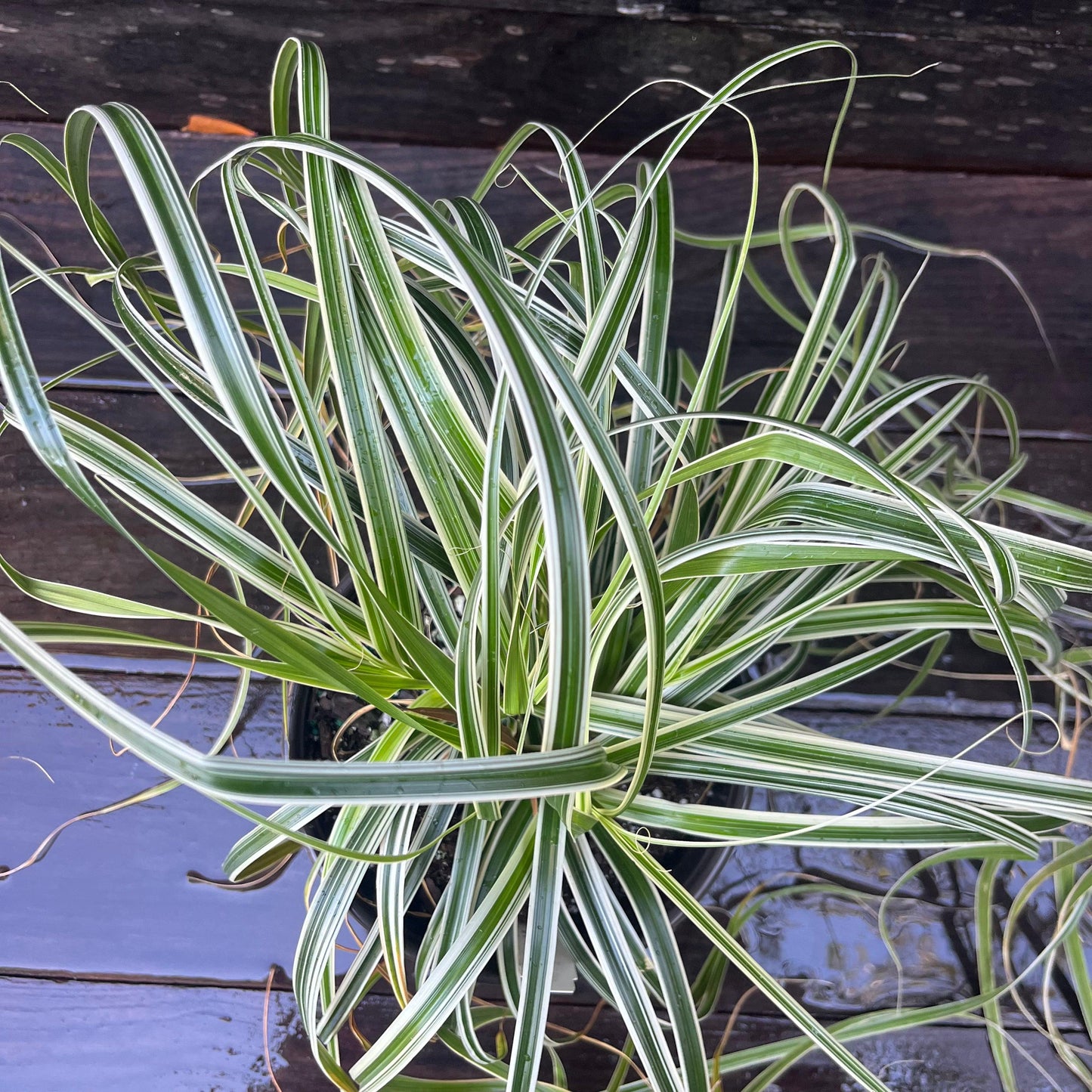 Carex oshimensis - Feather Falls Sedge