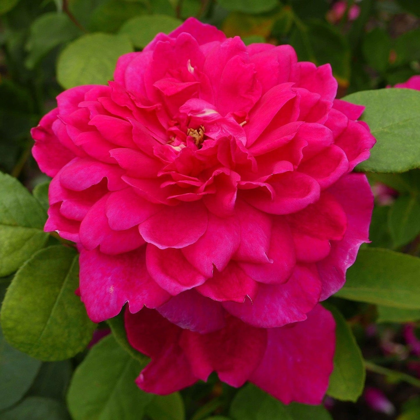 Rosa - Sophy's Rose