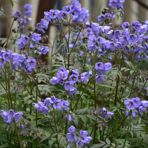 Polemonium - PW® Heaven Scent Jacob's Ladder