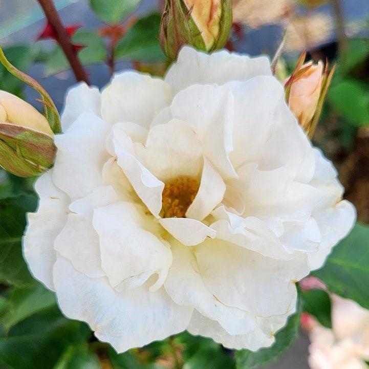 Rosa - Easy Elegance® Champagne Wishes Rose