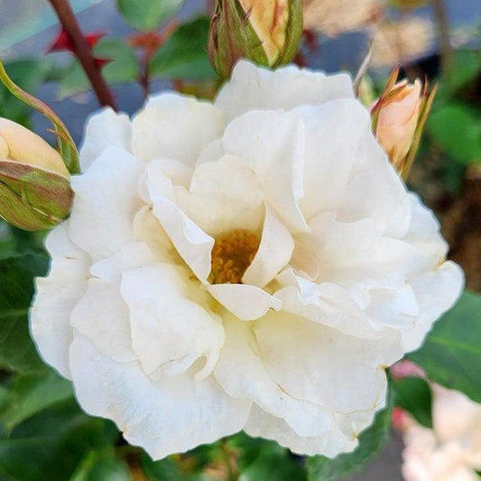 Rosa - Easy Elegance® Champagne Wishes Rose