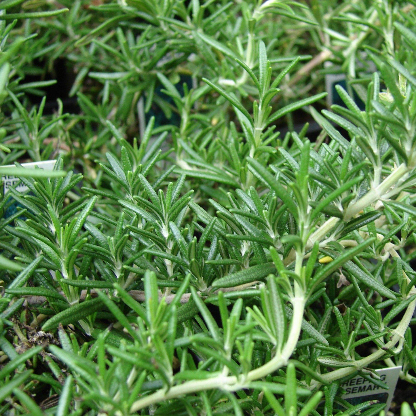 Rosmarinus officinali  - Creeping Rosemary