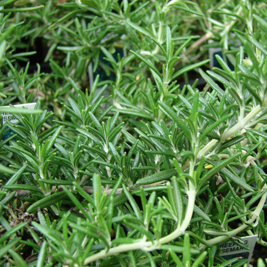 Rosmarinus officinali  - Creeping Rosemary