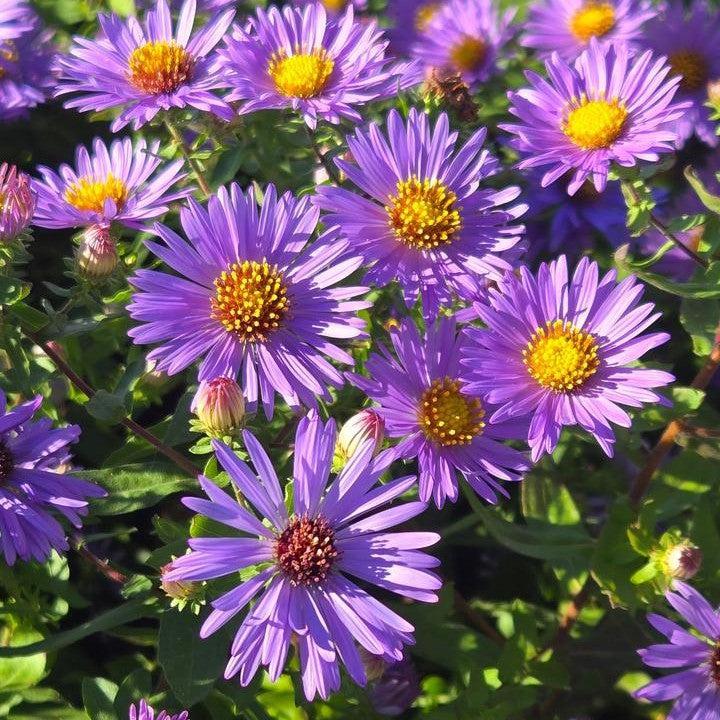 Aster oblongifolium - Twilight Sky Aromatic Aster