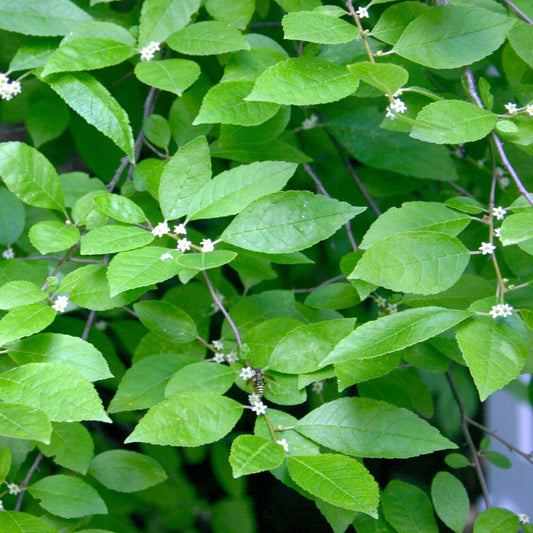 Ilex verticillata- Jim Dandy Winterberry