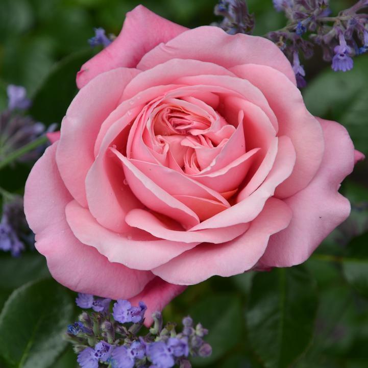 Rosa x - Showpiece™ Blush Rose