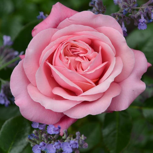 Rosa x - Showpiece™ Blush Rose