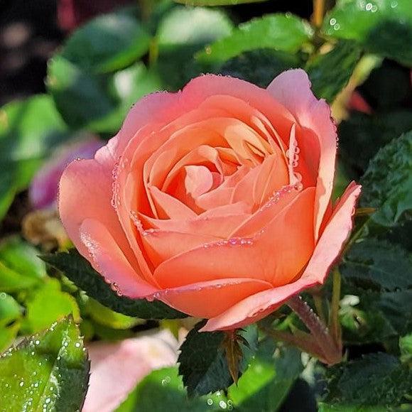 Rosa - Easy Elegance® Calypso Rose