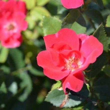 Rosa - Knock Out® Shrub Rose, Red