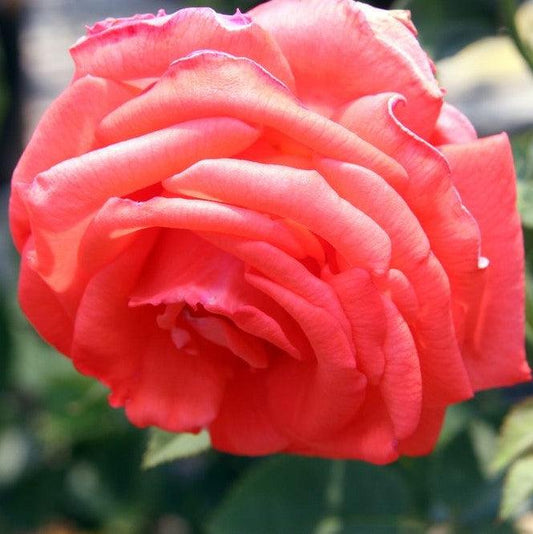 Rosa - Tropicana Rose