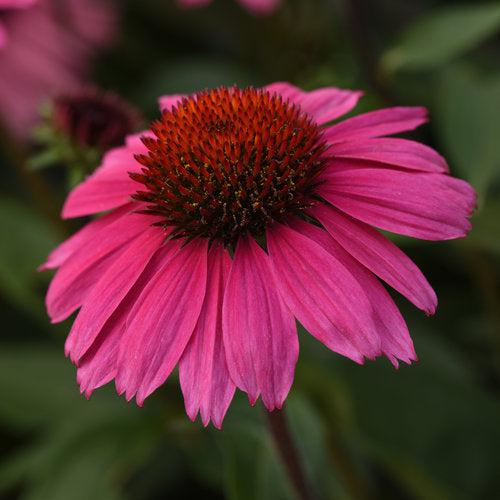 Echinacea x - Sombrero® Rosada Coneflower