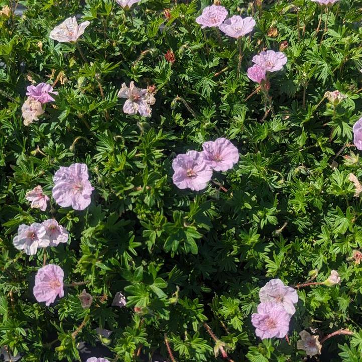 Geranium sanguineum - Striatum Cranesbill