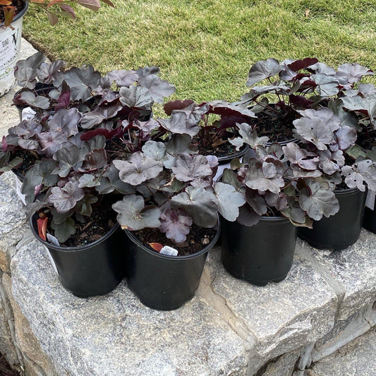Heuchera - Obsidian Coral Bells
