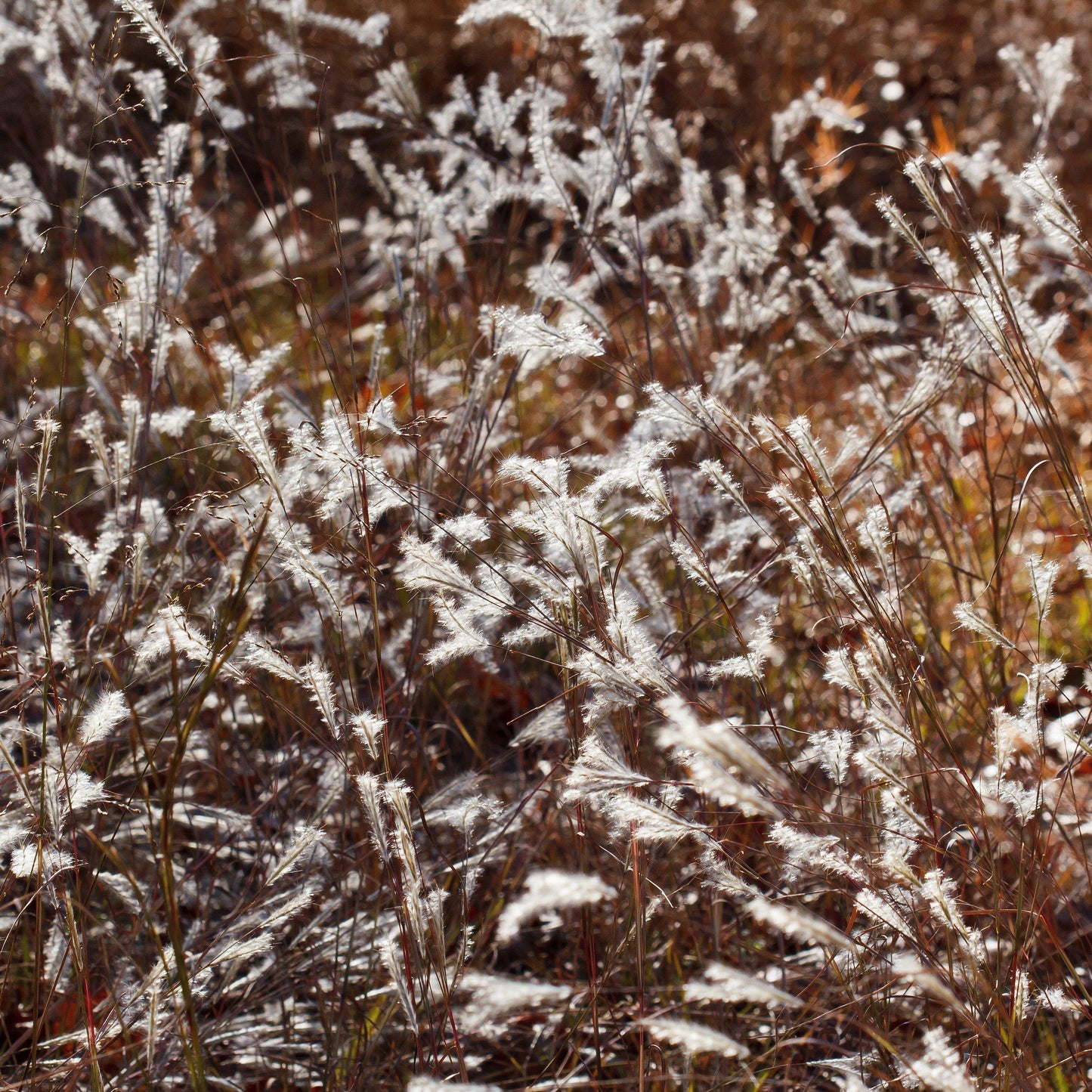 Andropogon ternarius - Black Mountain Bluestem