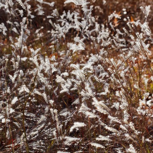 Andropogon ternarius - Black Mountain Bluestem
