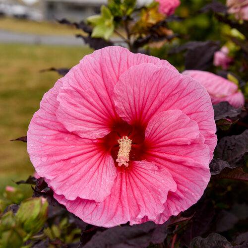Hibiscus - Summerific® Edge of Night Hibiscus