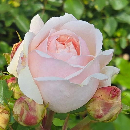Rosa - Evelyn® Rose