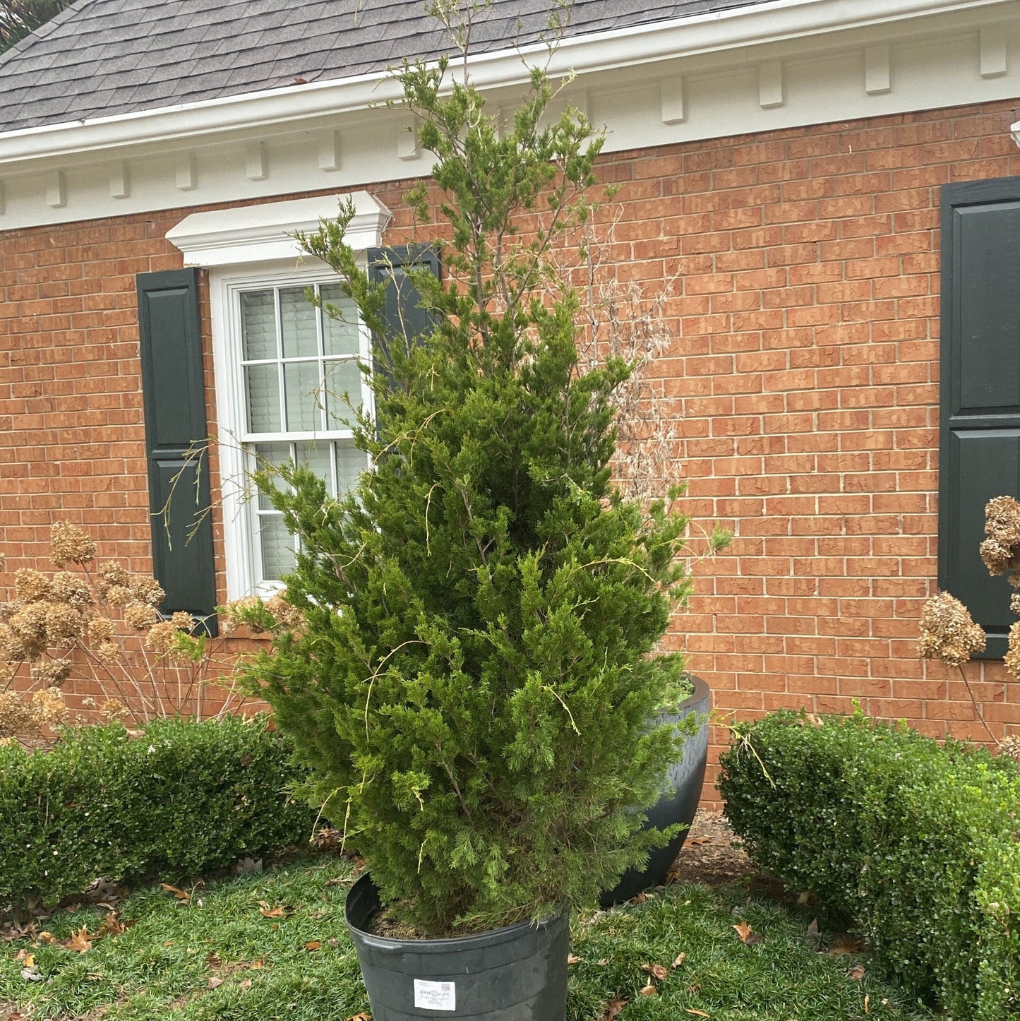 Juniperus virginiana - Brodie Red Cedar