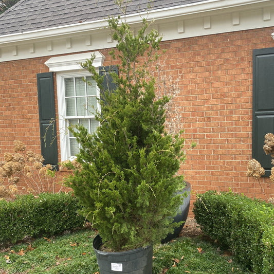 Juniperus virginiana - Brodie Red Cedar