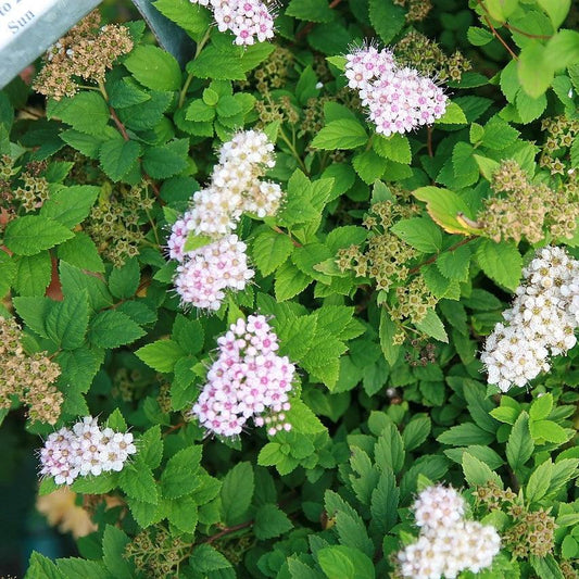 Spiraea japonica - Little Princess Spirea