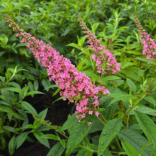 Buddleia davidii - First Editions® Trippy Pink® Butterfly Bush