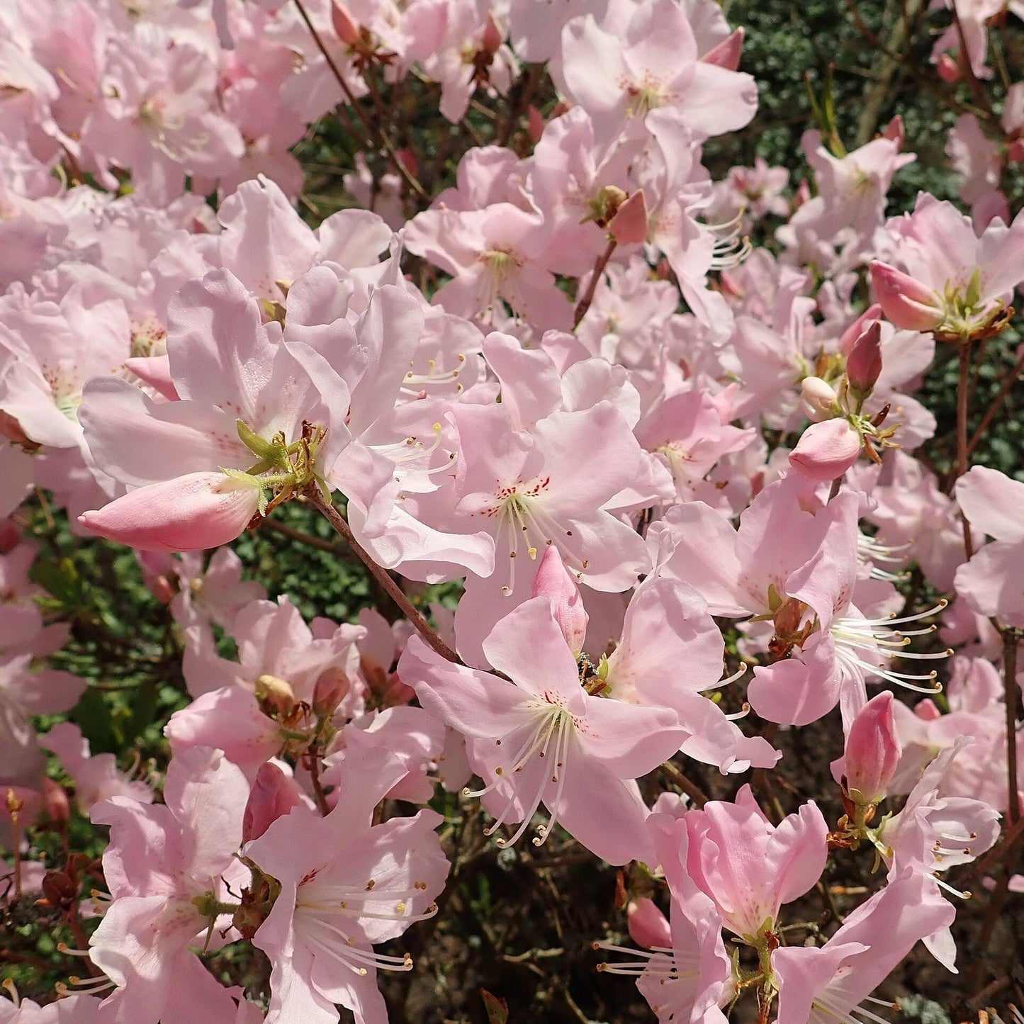 Azalea schlippenbachii  - Royal Azalea