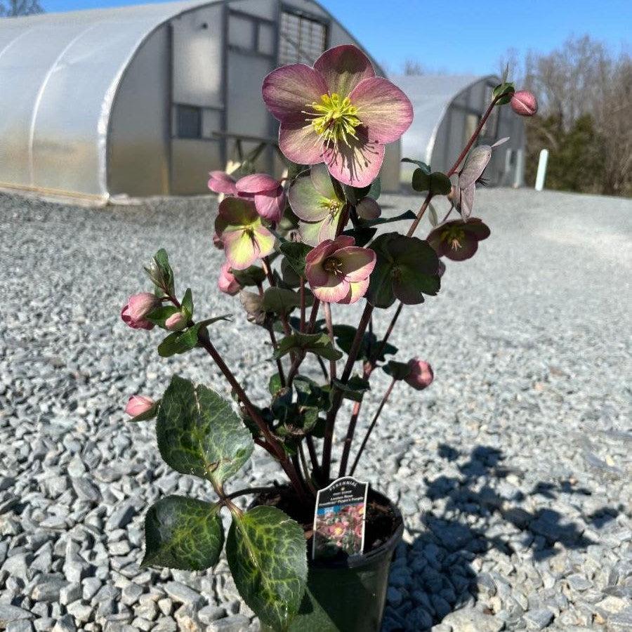 Helleborus x hybridus  - FrostKiss™ Pippa's Purple Lenten Rose