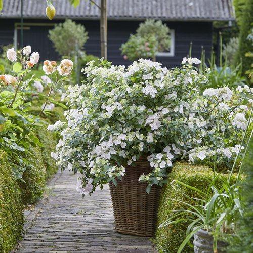 Hydrangea x - Fairytrail Bride® Cascade Hydrangea