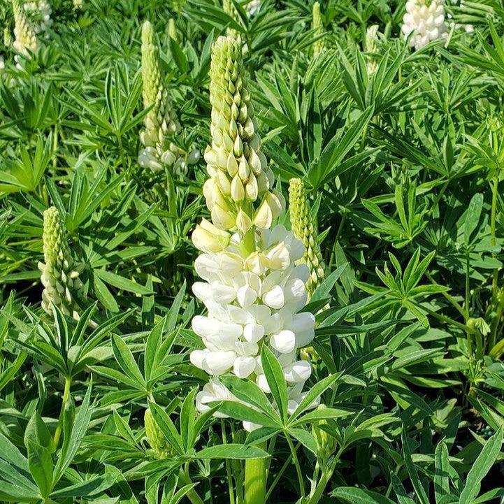 Lupinus polyphyllus - Lupini White Shades Lupine