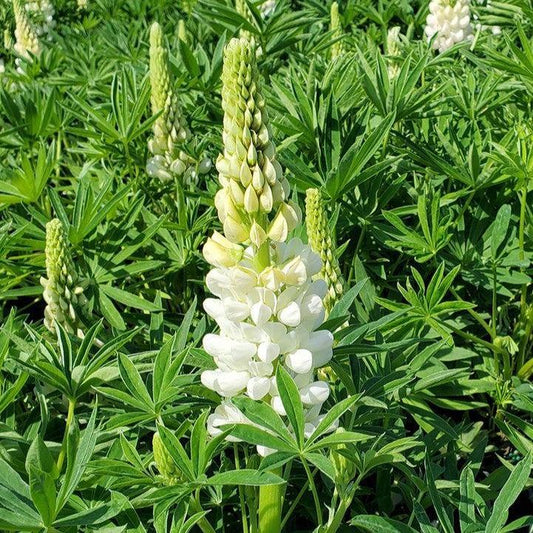 Lupinus polyphyllus - Lupini White Shades Lupine