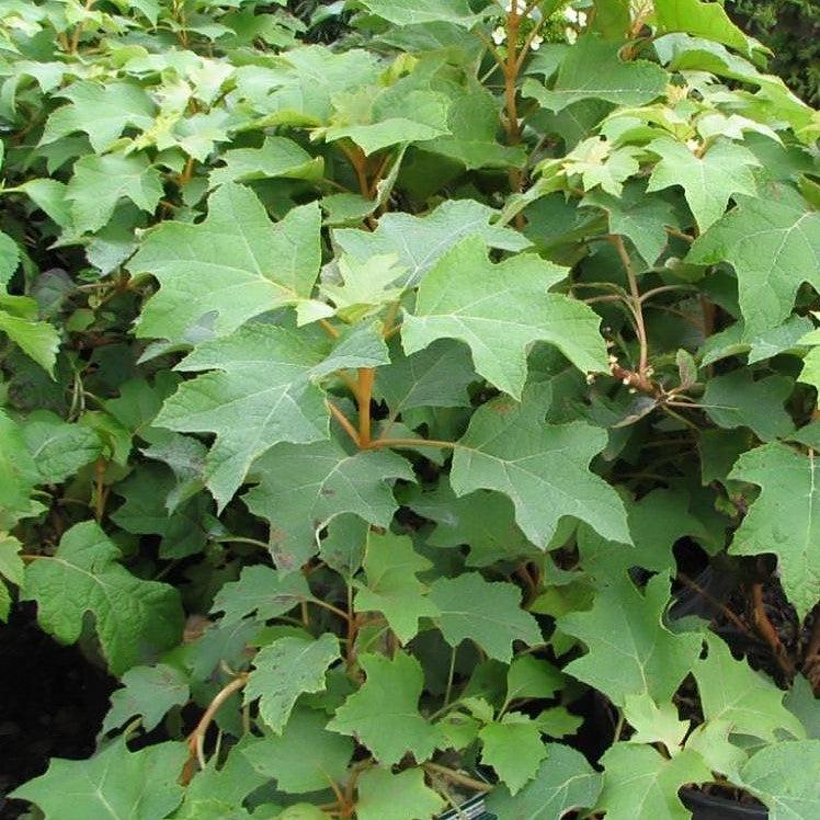 Hydrangea quercifolia - Pee Wee Oakleaf Hydrangea