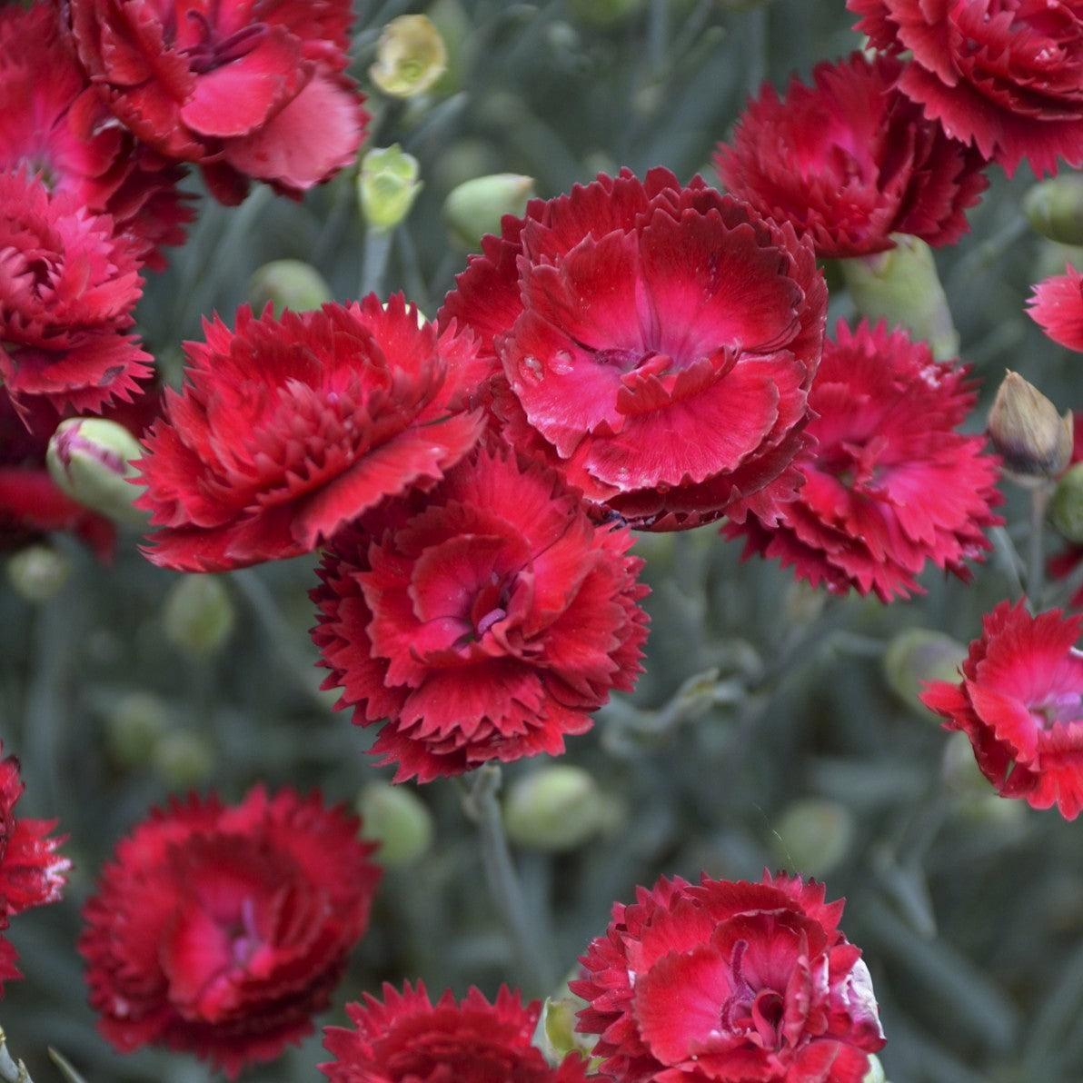 Dianthus - Pretty Poppers™ Electric Red Dianthus