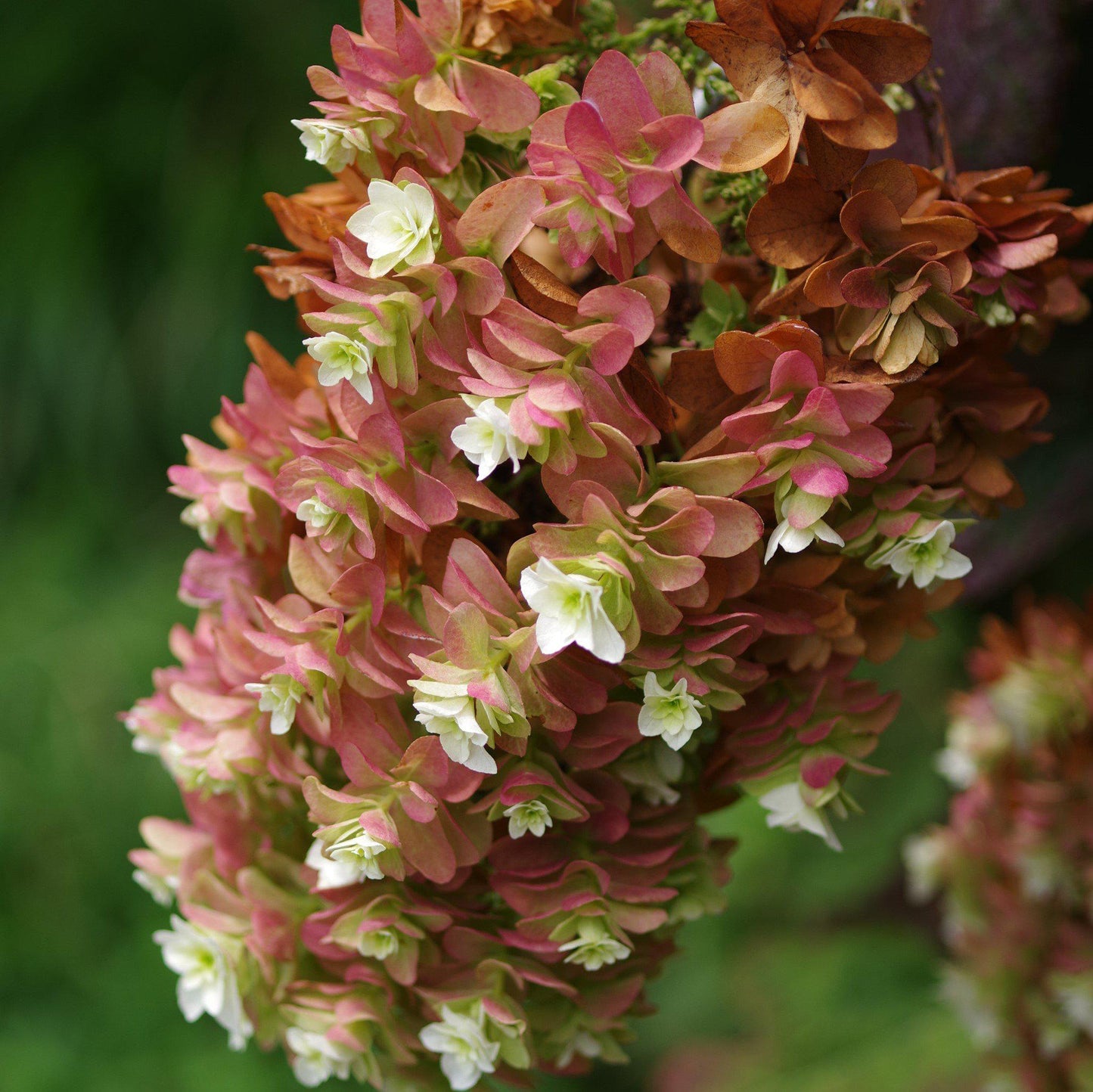 Hydrangea quercifolia - Snowcicle Hydrangea