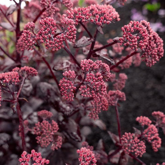 Sedum x - Puff Pastry™ Raspberry Stonecrop