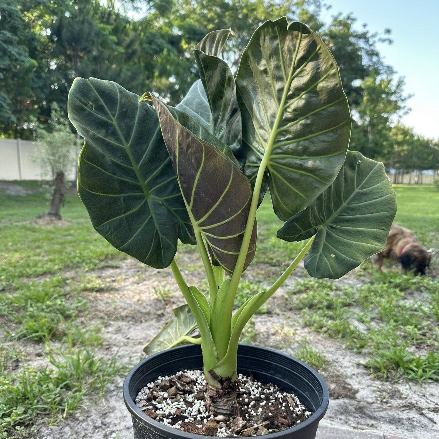 Alocasia - Regal Shield Alocasia