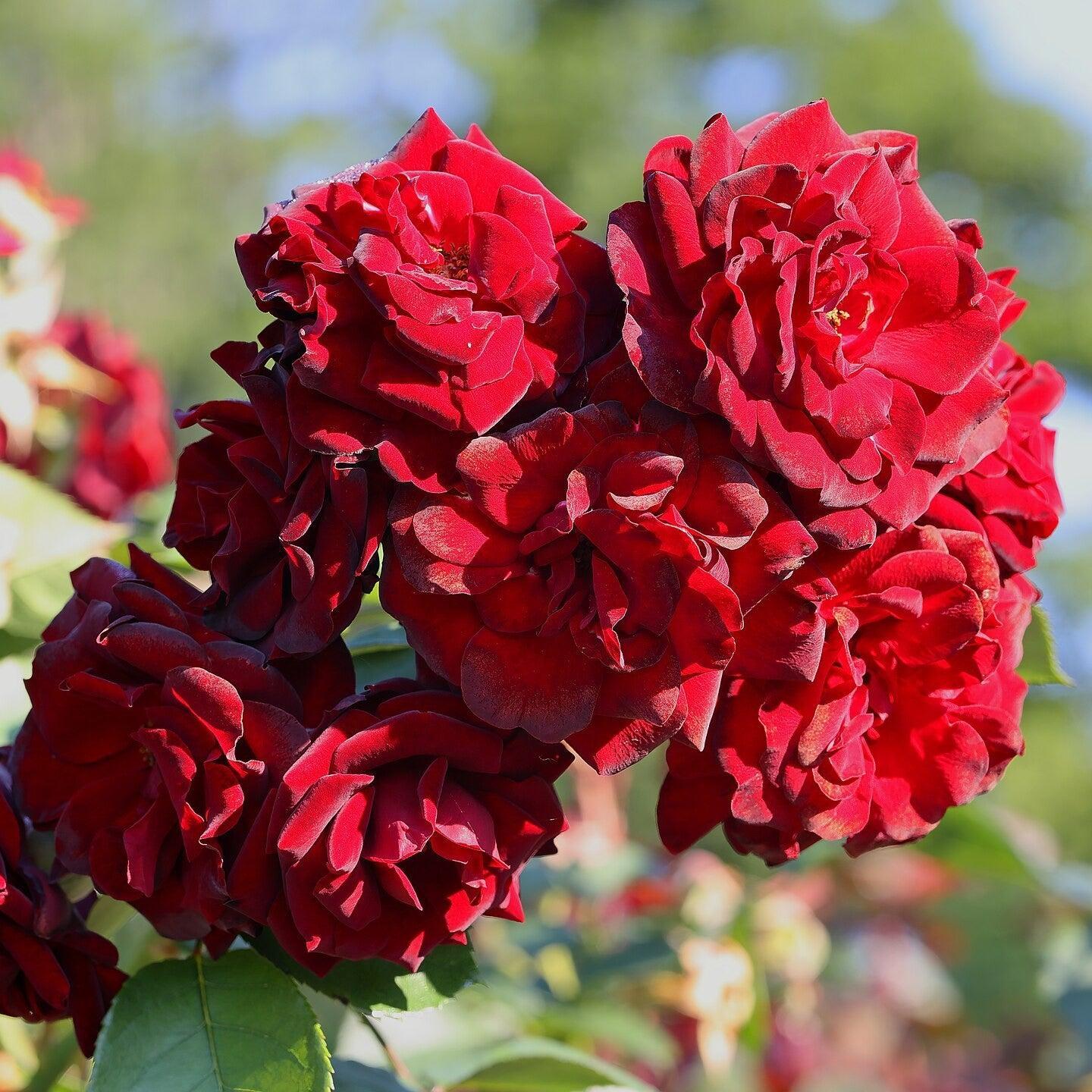 Rosa - Navy Lady Rose
