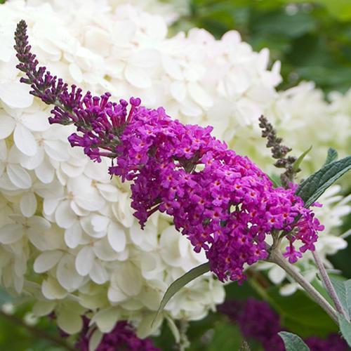 Buddleia - Miss Ruby Butterfly Bush