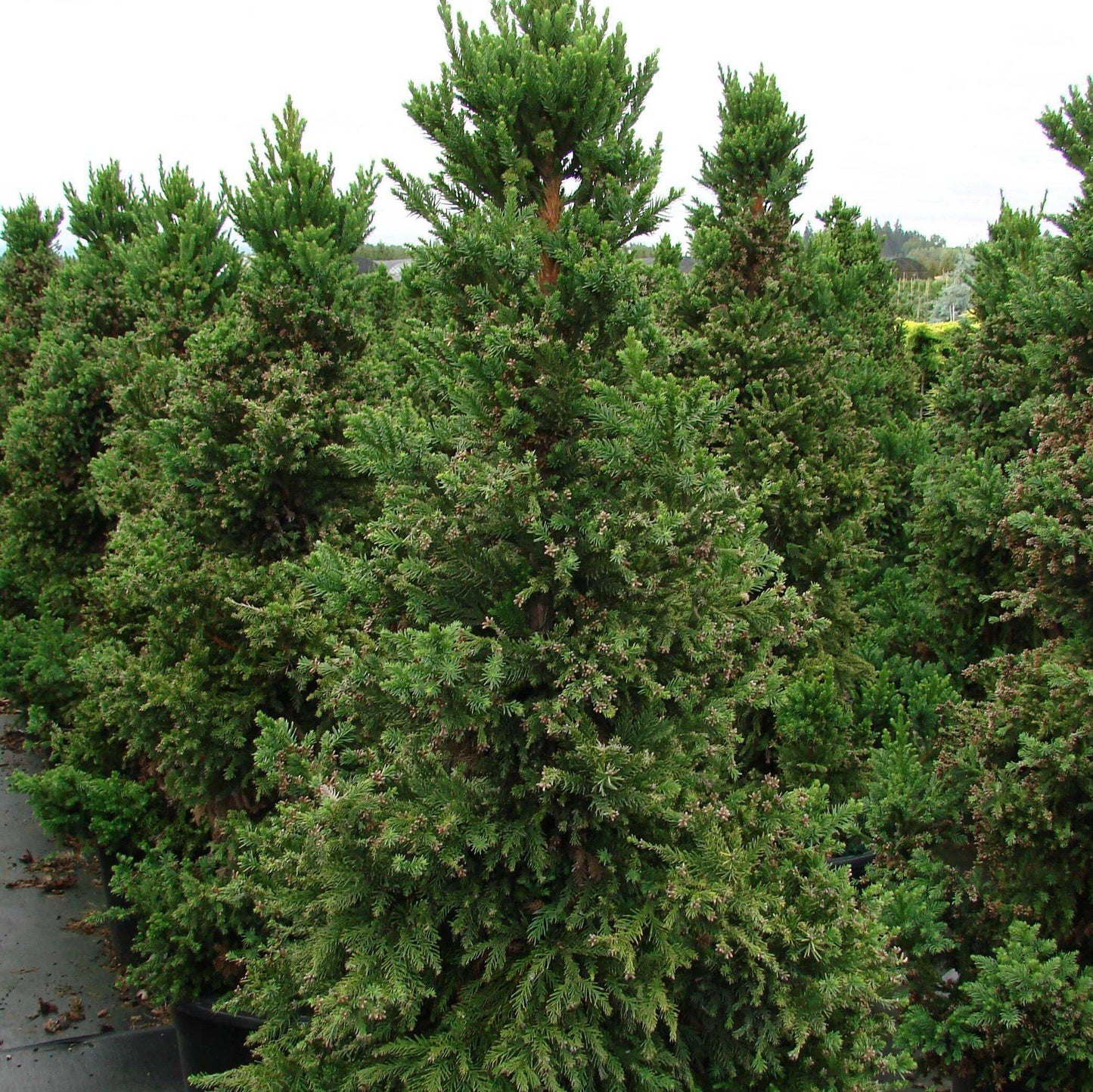 Cryptomeria japonica - Black Dragon Japanese Cedar