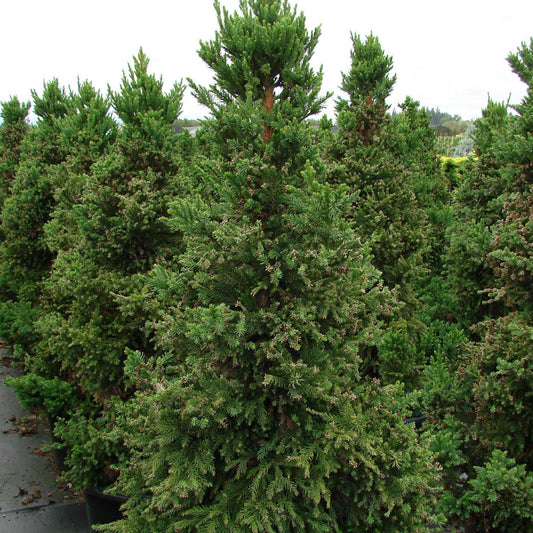 Cryptomeria japonica - Black Dragon Japanese Cedar