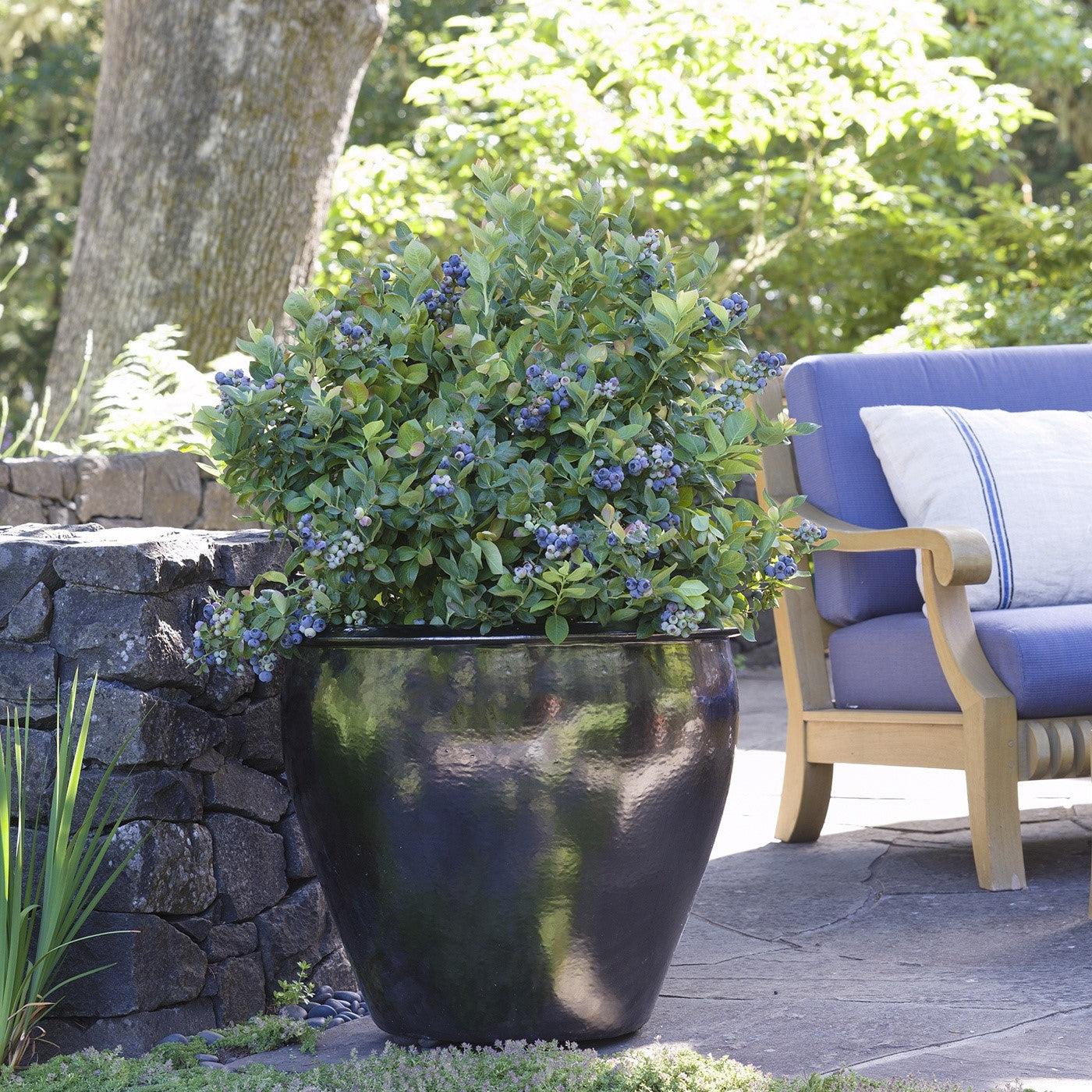 Vaccinium corymbosum - Peach Sorbet® Blueberry