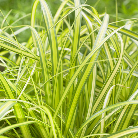 Carex oshimensis - Evercolor® Eversheen Variegated Sedge