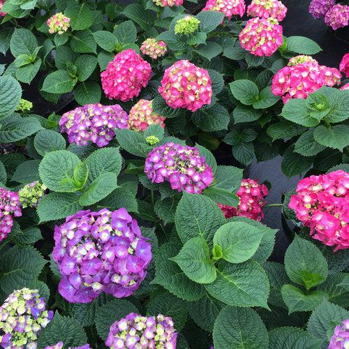 Hydrangea macrophylla - Let's Dance® Big Band® Hydrangea