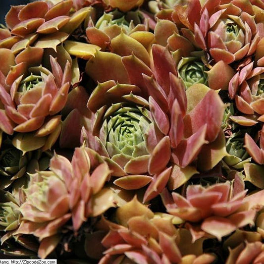 Sempervivum - Silverine Hens and Chicks