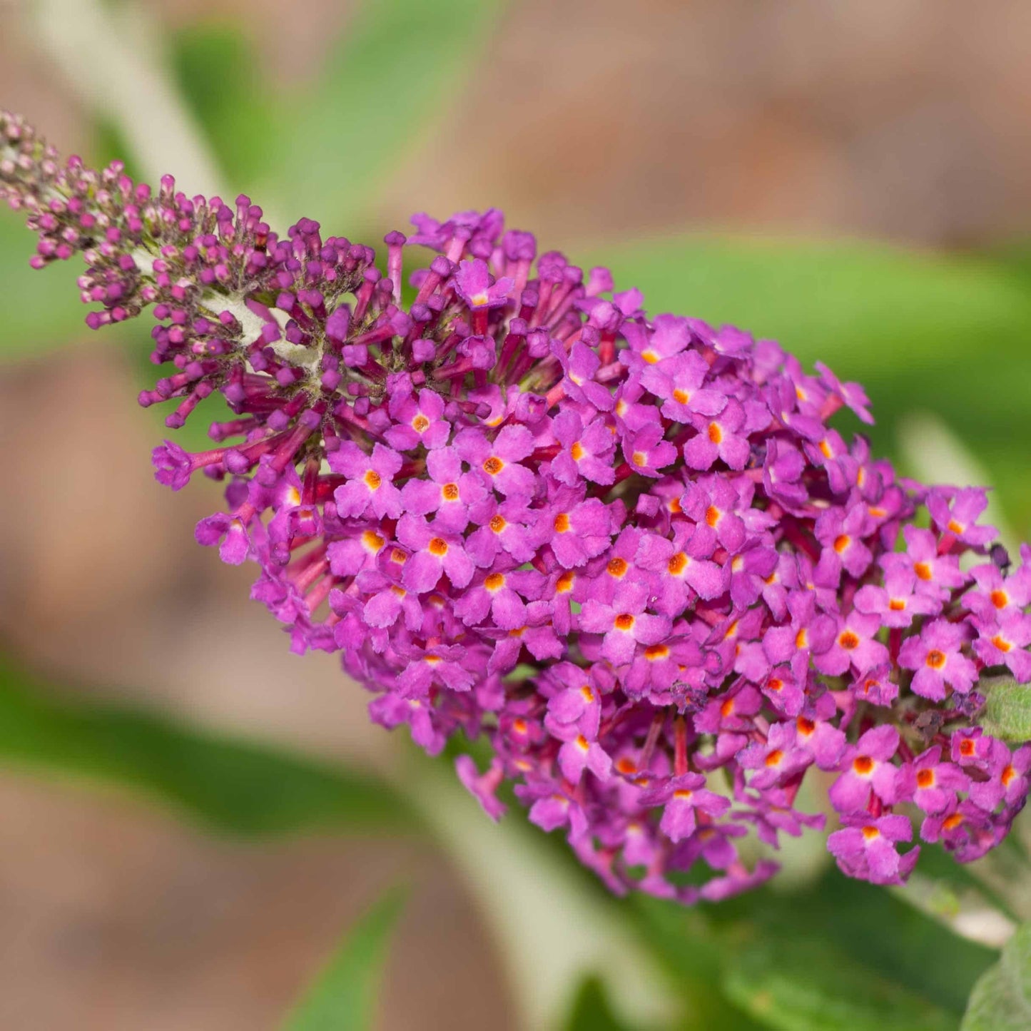 Buddleia - Miss Ruby Butterfly Bush