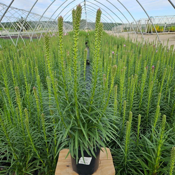 Liatris spicata - Kobold Original Blazing Star