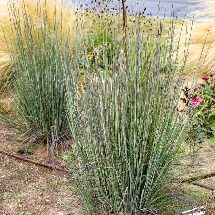 Schizachyrium scoparium - Cinnamon Sticks Little Bluestem