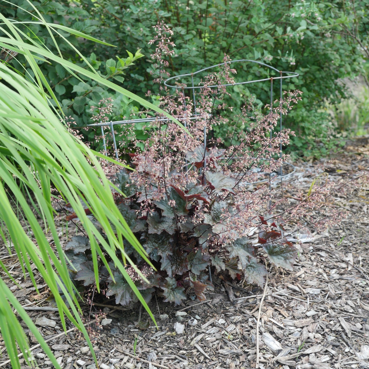 Heuchera - Blackout Coral Bells