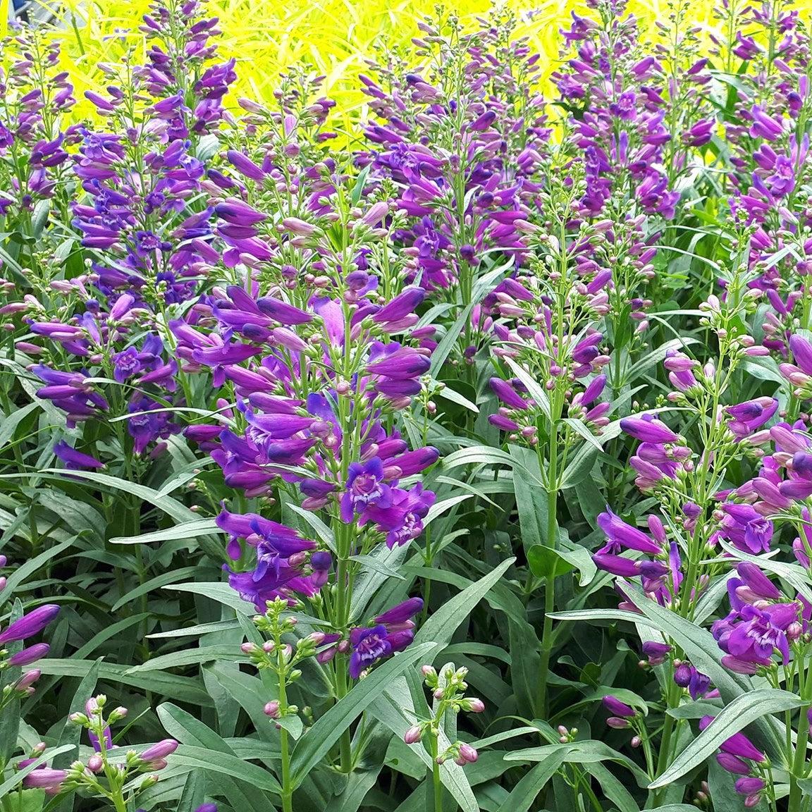 Penstemon - Pristine Lilac Purple Beardtongue