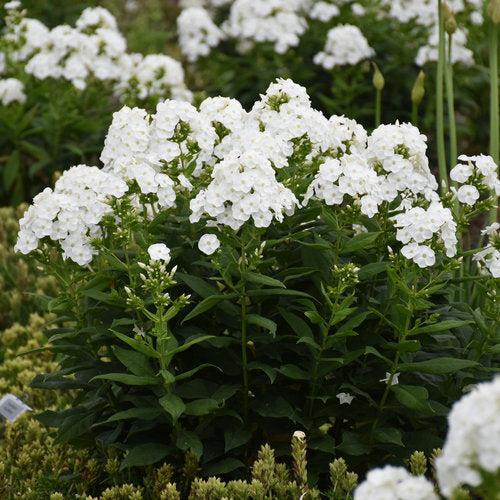 Phlox paniculata - Luminary® Backlight Phlox