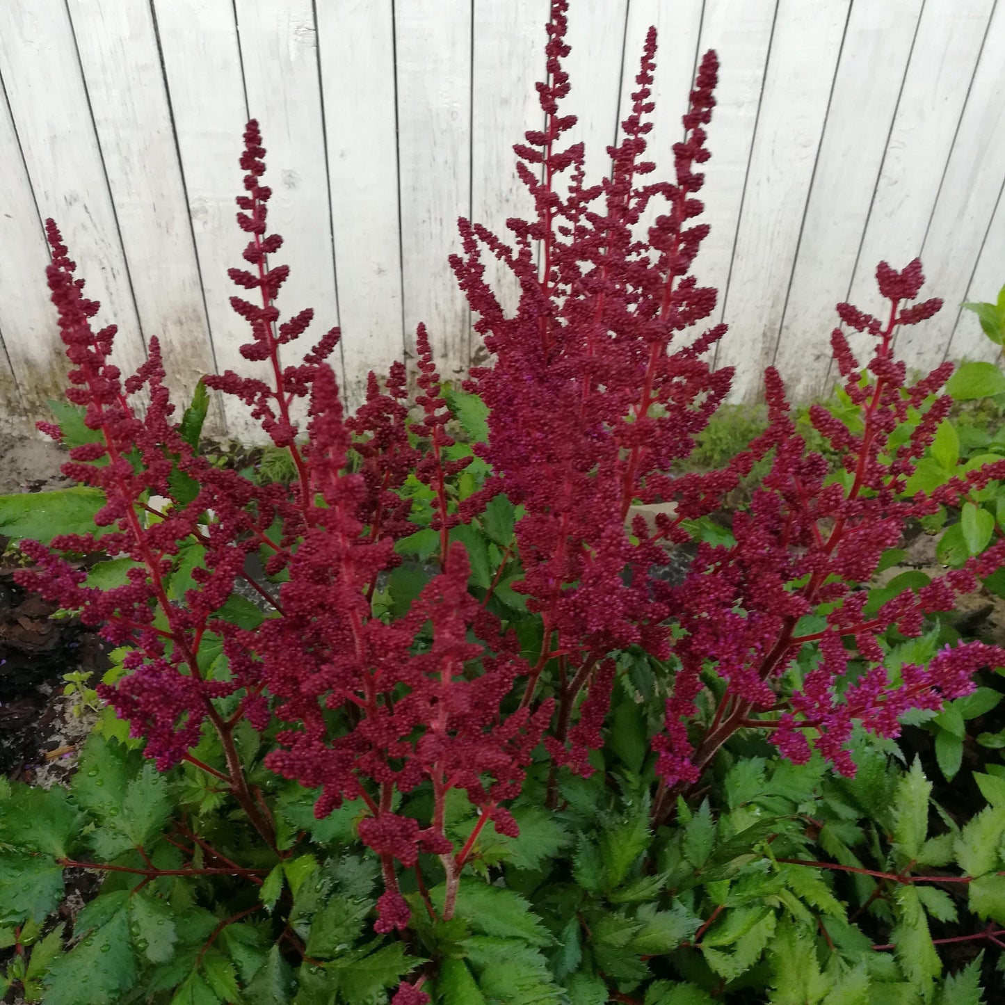 Astilbe chinensis  - Vision in Red Chinese Astilbe